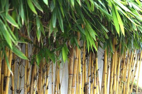 How To Grow And Care For Golden Bamboo