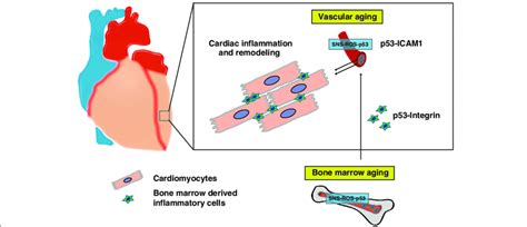 The Role Of Vascular And Bone Marrow Aging In Heart Failure Activation