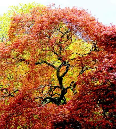 Gorgeous Spring Maple Tree Stanley Zimny Thank You For Million