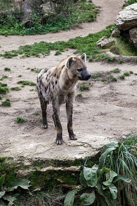 A Guide To Hyenas 10 Interesting Hyena Facts You Should Know