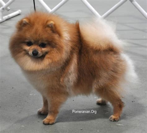 Top 10 Pomeranian Care Tips