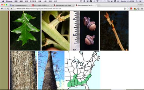 H Dendrology Week 8 Lab 9 Flashcards Quizlet