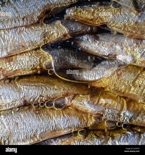 Canned anchovies in oil Stock Photo - Alamy