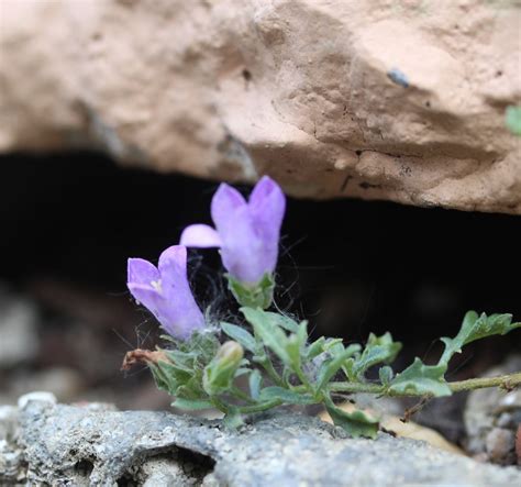 Campanula Teucroides Les Alpines Au Qu Bec