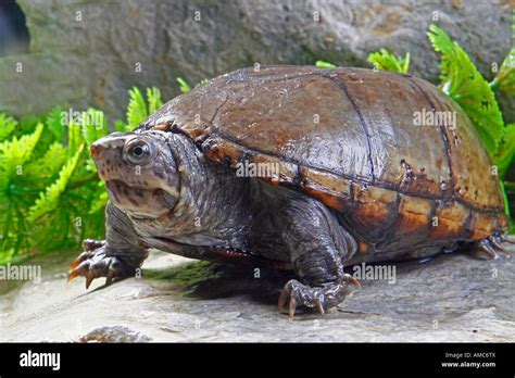 Common Musk Turtle Sternotherus Odoratus Stock Photo Alamy