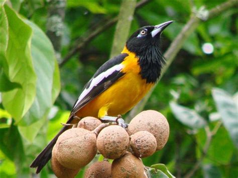 Venezuelan Troupial - BirdForum Opus | BirdForum