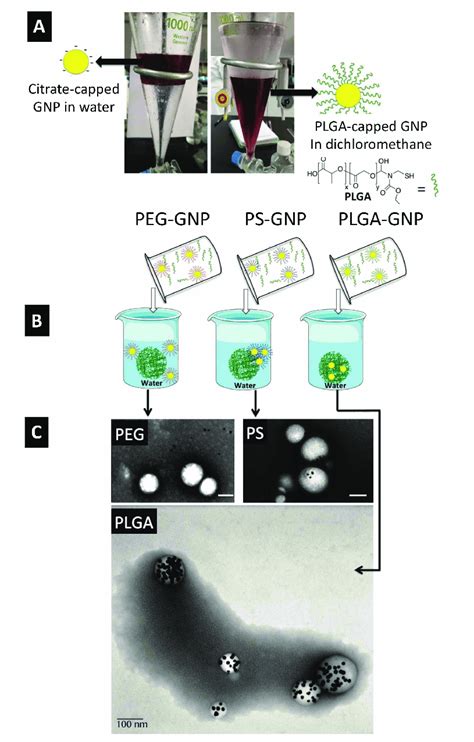 Efficient Encapsulation Of Gnp Into Polylactic Co Glycolic Acid