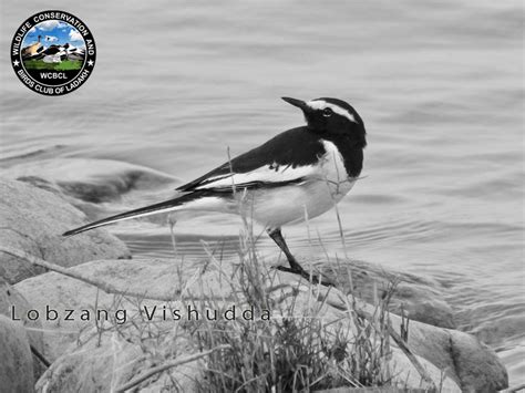 White Browed Wagtail Birds Of Ladakh