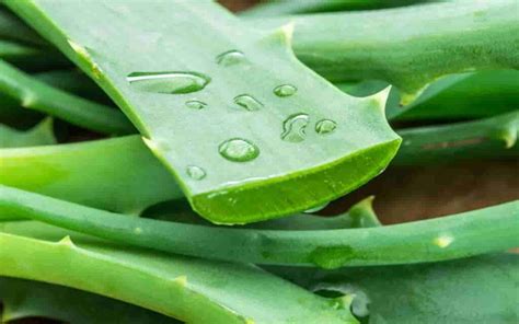 Ecco perché tutti hanno almeno una pianta di aloe vera in balcone il