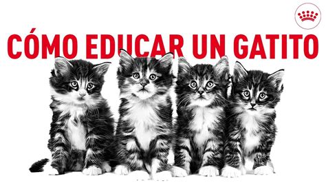 C Mo Educar Un Gatito Consejos Para Ense Arle Las Normas Principales