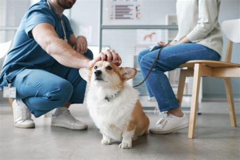 Listados de universidades dónde estudiar veterinaria en Colombia