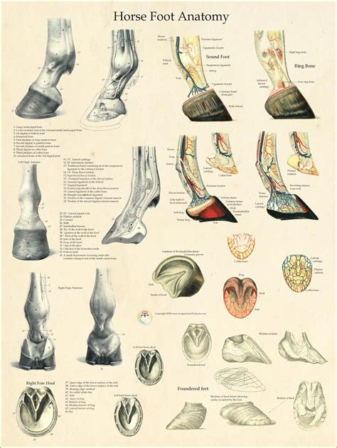 Horse Foot Anatomy and Pathology-www.hoofprints.com