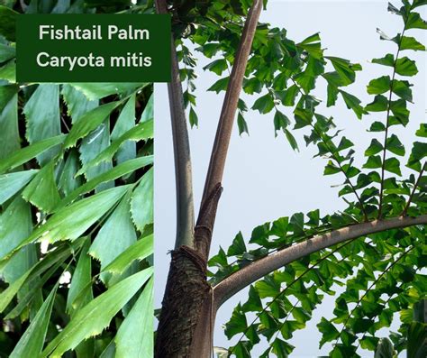 Get the tropical look: 50+ stunning tropical foliage plants