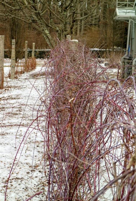 Pruning My Black Raspberry Bushes - The Martha Stewart Blog