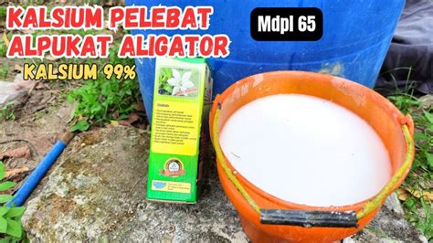 TIPS PEMBERIAN KALSIUM PADA ALPUKAT ALIGATOR AGAR BERBUAH LEBAT YouTube