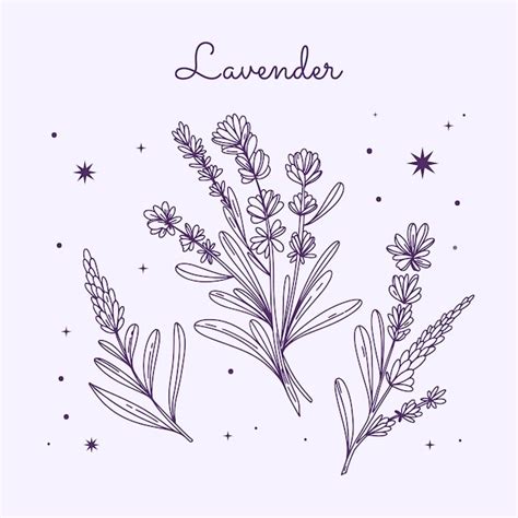 Ilustración De Dibujo De Lavanda Dibujada A Mano Vector Gratis