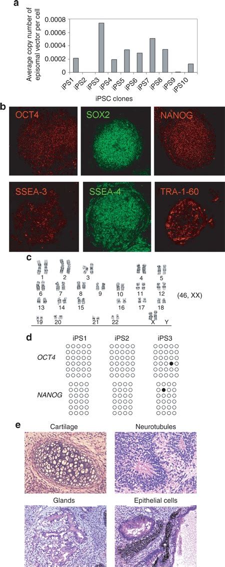 Characterization Of Induced Pluripotent Stem Cells Ipscs Generated