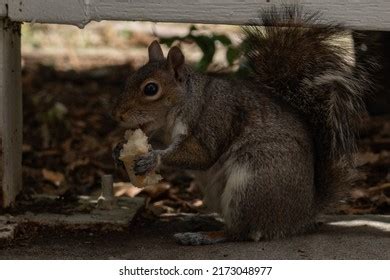 1,338 Squirrel Bite Images, Stock Photos & Vectors | Shutterstock