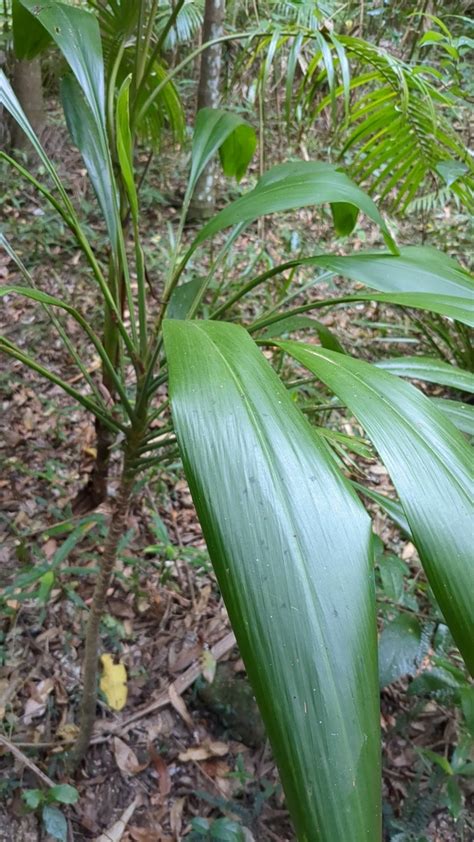 Cabbage Trees And Allies From Mapleton Falls Au Ql My Au Ql Au On