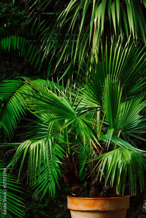 Gorgeous Palm Trees With Fresh Green Leaves Growing In Pots Small Palm