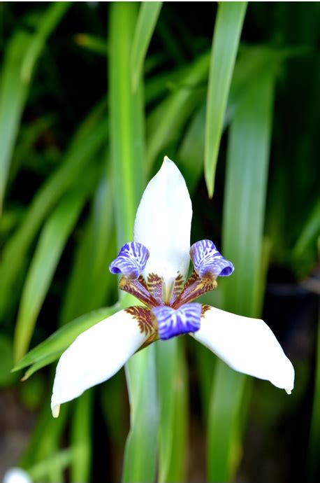 Neomarica gracilis (Walking Iris)