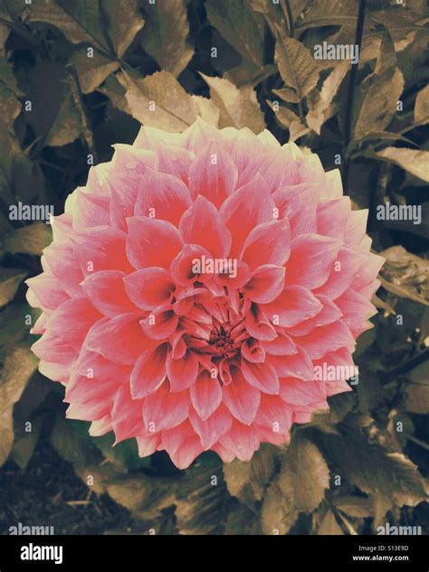 Dusky Pink And Red Dahlia Flower Stock Photo Alamy