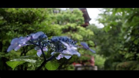 Ajisai Garden At Mimuroto Ji Temple Kyoto Japan YouTube