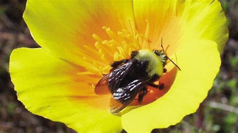 Franklins Bumblebee L Vanishing Wonder Our Breathing Planet