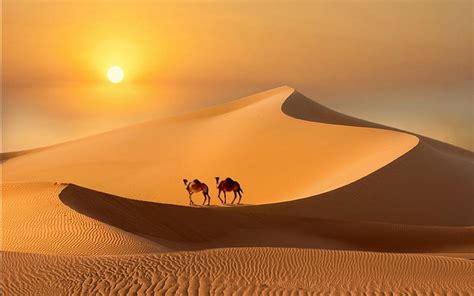 Camels Down For The Night Sunset Desert Camels Dunes Hd Wallpaper