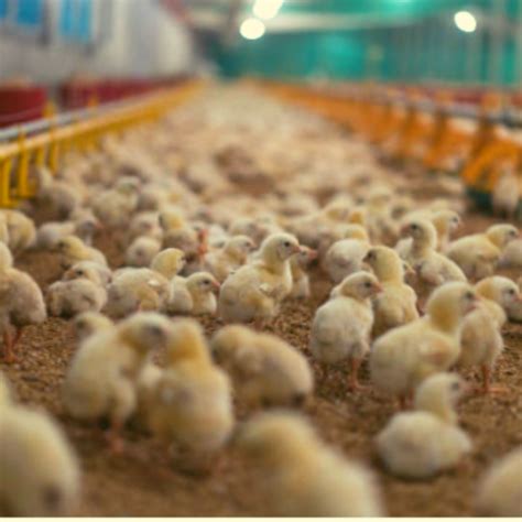 Nutrición en Pollos de Engorde Escuela Agropecuaria