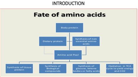 SOLUTION: Amino acid synthesis - Studypool