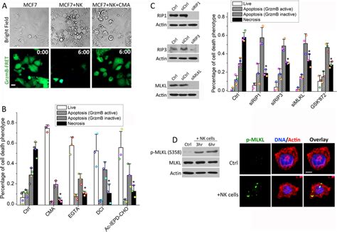 Necrotic Nk Cell Cytotoxicity Is Triggered By Granzyme And Mediated By