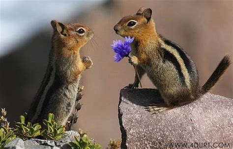 Animals in Love - Cute Animals Expressing Feelings