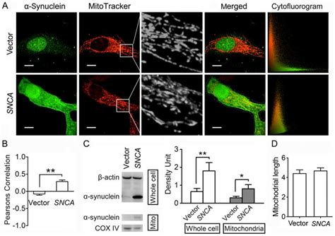 A Synuclein Overexpression In Hela Cells Promotes Its Co Localization