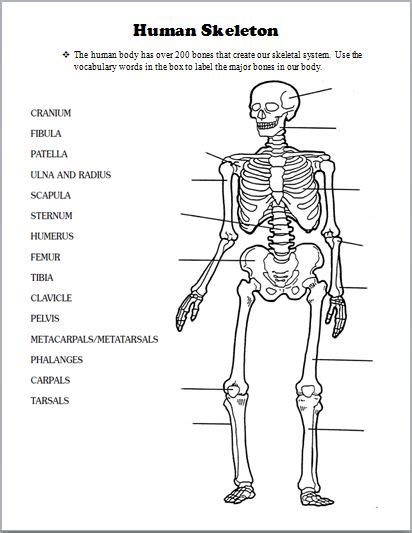 Skeletal System Human Skeletal System Skeletal System Worksheet