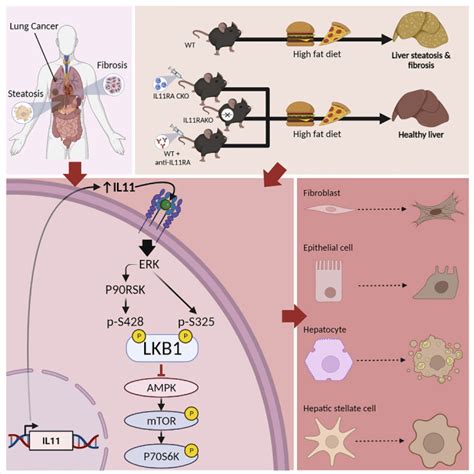 Il Stimulates Erk P Rsk To Inhibit Lkb Ampk And Activate Mtor