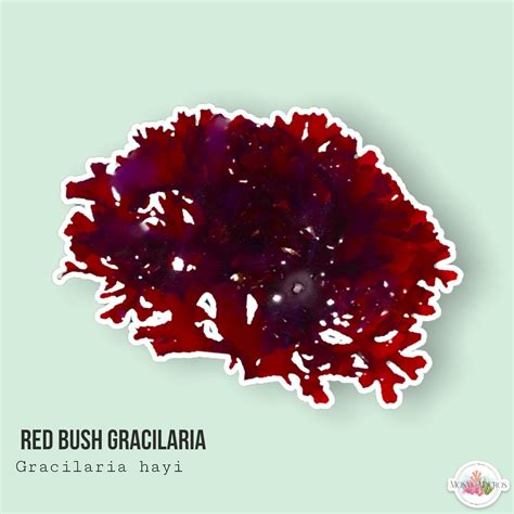 Live Red Bush Gracilaria Gracilaria Hayi Macro Algaemacroalgae Coral