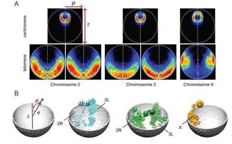 Residual Polarized Organization A Projected Localization Probability