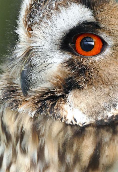 Close-up Photo of An Owls Eye and Beak · Free Stock Photo