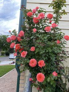 13 Most Beautiful Long Stem Roses for the Garden | Balcony Garden Web