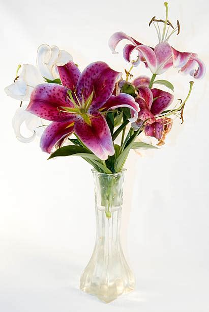 Stargazer Lily Vase Stock Photos, Pictures & Royalty-Free Images - iStock