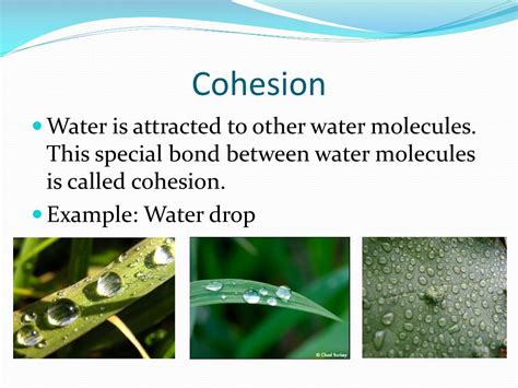 Cohesion Of Water Diagram Molecule Molecules Water Cohesion