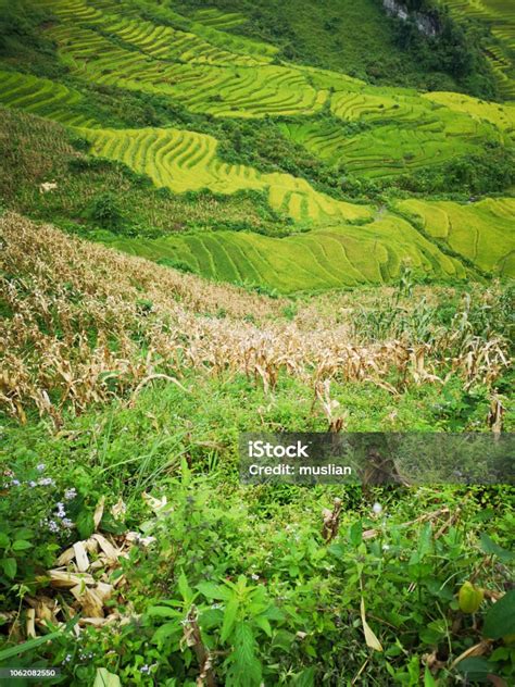 Stunning View Of Rice Terrace Or Paddy Fields In Sa Pa Vietnam Stock Photo - Download Image Now ...