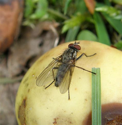 Hylemya Vagans Male Ryton Wood Warwickshire Flickr