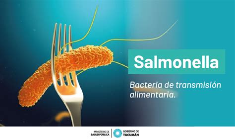 Salmonella cómo se transmite esta bacteria Ministerio de Salud