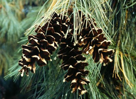 White Pine Fruit