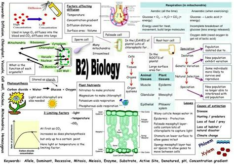 B2 Biology Mind Map Biology Revision Gcse Biology Revision Gcse