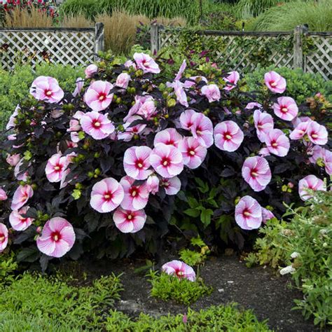 Гибискус садовый – посадка и уход в открытом грунте, сорта с фото