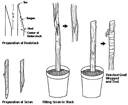 Grafting and Budding Nursery Crop Plants | NC State Extension Publications