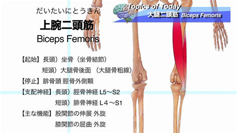 【解剖学】大腿二頭筋 Biceps Femoris：理学療法士による身体活動研究 Youtube